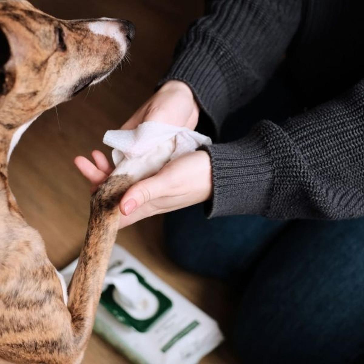 GENERICO - Beco Toallas Húmedas Wipes Para Mascotas Perro Y Gato 80u - Verde