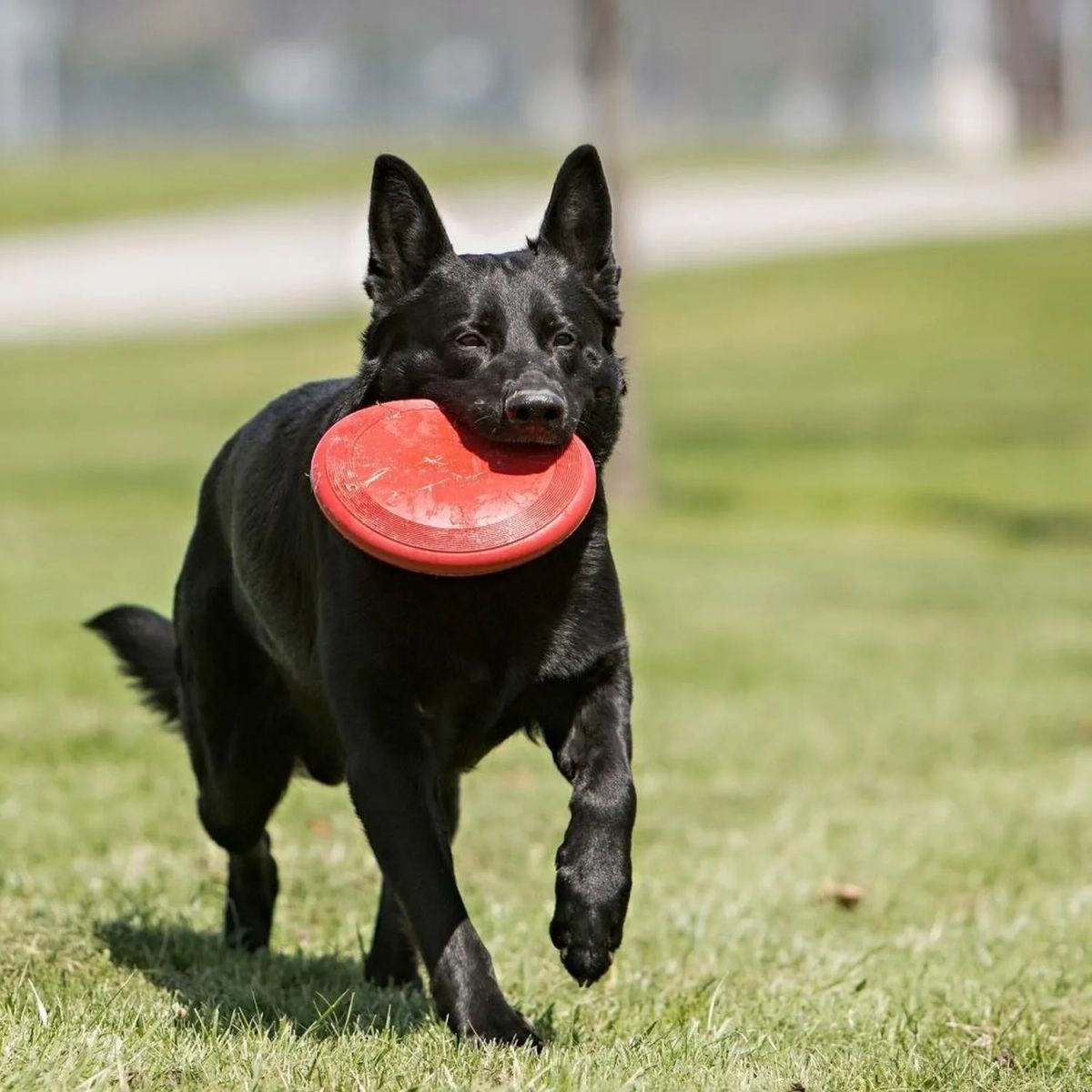 KONG - Kong Flyer Frisbee Disco Juguete Flexible Para Mascota Perro Rojo