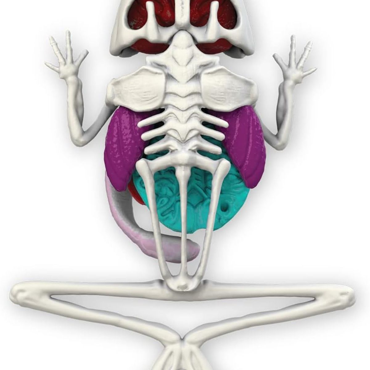 JOKER - Slimy Lab Mesa Disección Esqueleto Rana De Laboratorio