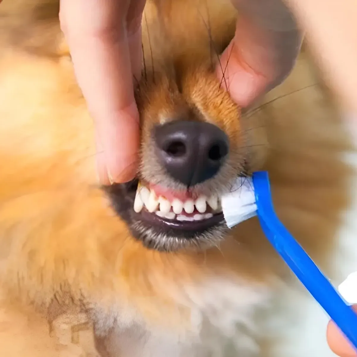 GENERICO - Pasta De Diente Para Mascotas Perro Crema Dental Sabor Carne Carne