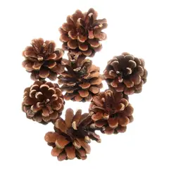 GENERICO - Pack 10 Piña Seca Cono Pino Adorno Árbol Navidad