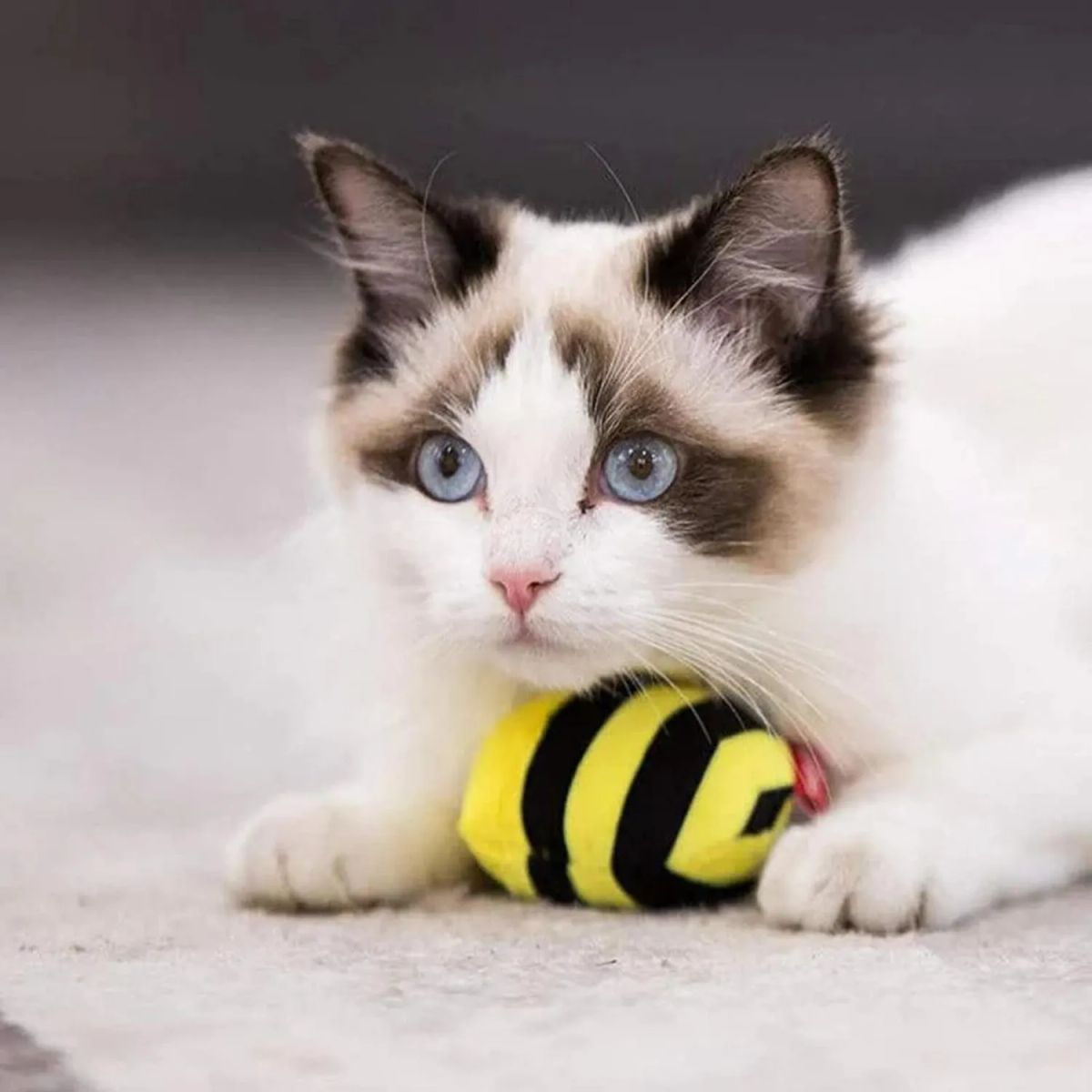 GIGWI - Juguete Interactivo Para Mascotas Gatos Melody Chaser Gigwi - Amarillo