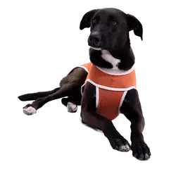 KIMBA - Body Tradicional De Cobre Post Quirúrgico Operatorio Talla 8 17 A 21kg Máximo