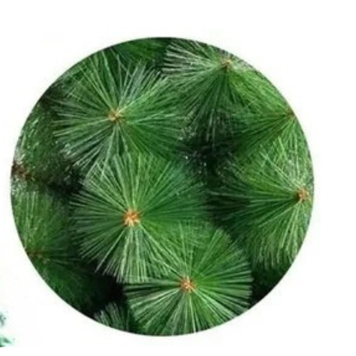 GENERICO - Árbol De Navidad Clásico Súper Frondoso 210cm