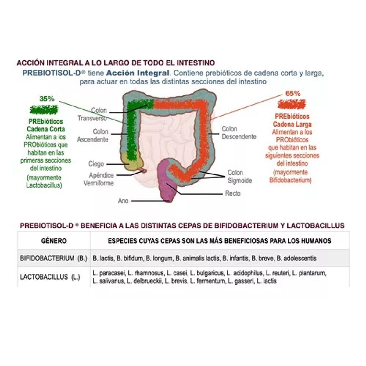 VITAL AND YOUNG - Prebiotisol : Prebioticos + D3 Vy 120 Cap 2x60. Potencia los Probioticos