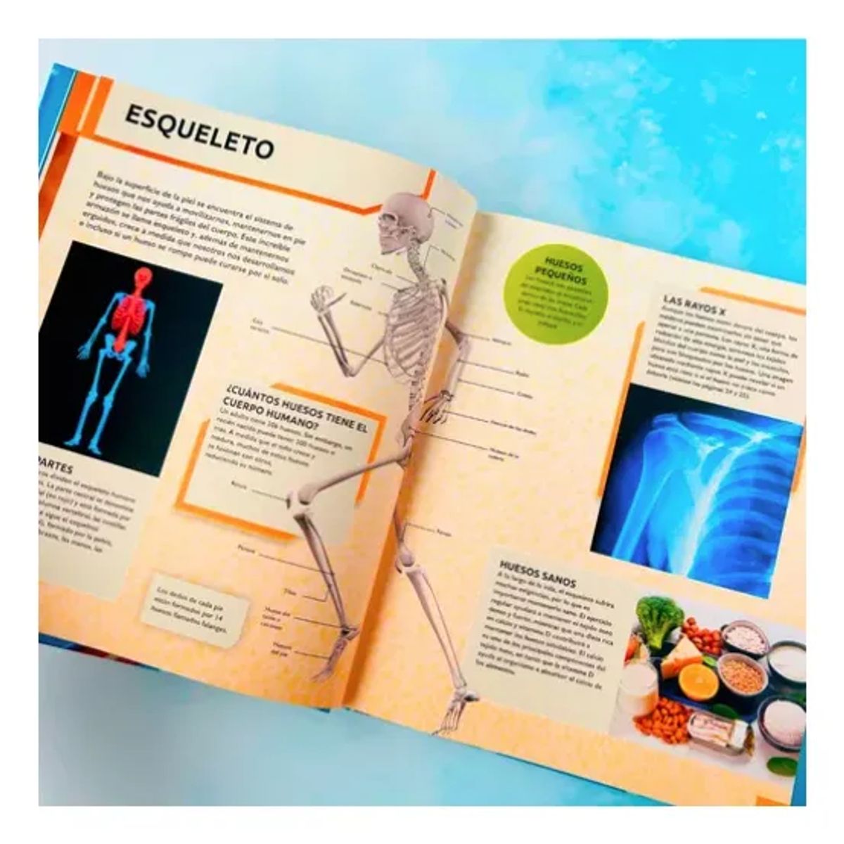 LEXUS - Enciclopedia Actualizada del Cuerpo Humano - Lexus · Tapa Dura