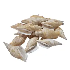 GENERICO - Conchitas Caracol Decorativas C-02