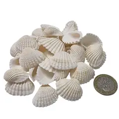 GENERICO - Conchitas Caracol Decorativas C-04
