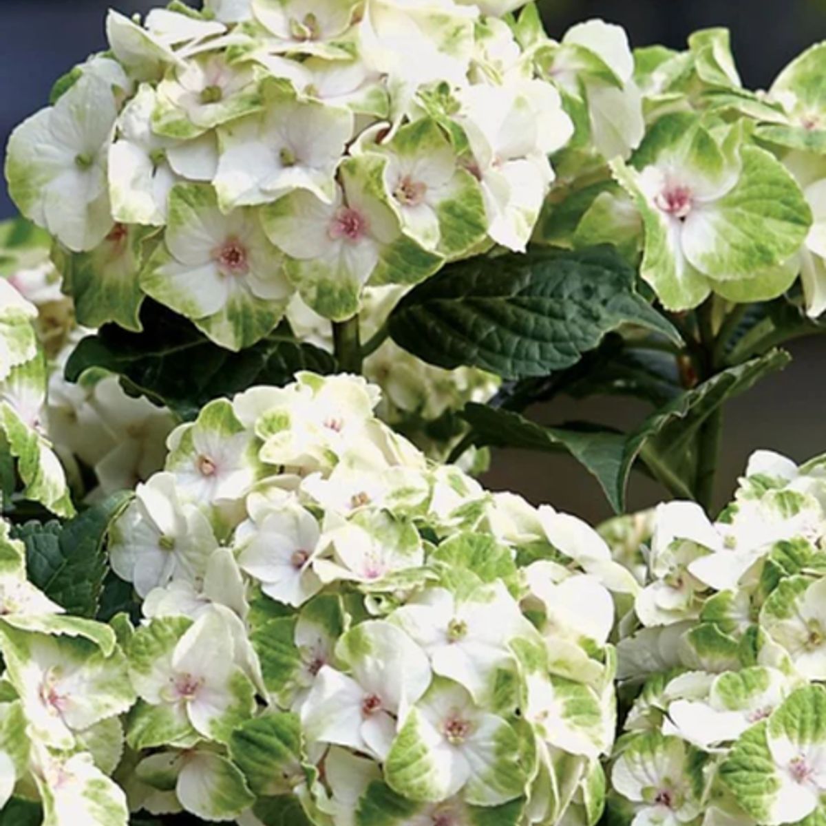 CAMELIA Y LAVANDA - Hortensia Noblesse 20 cm