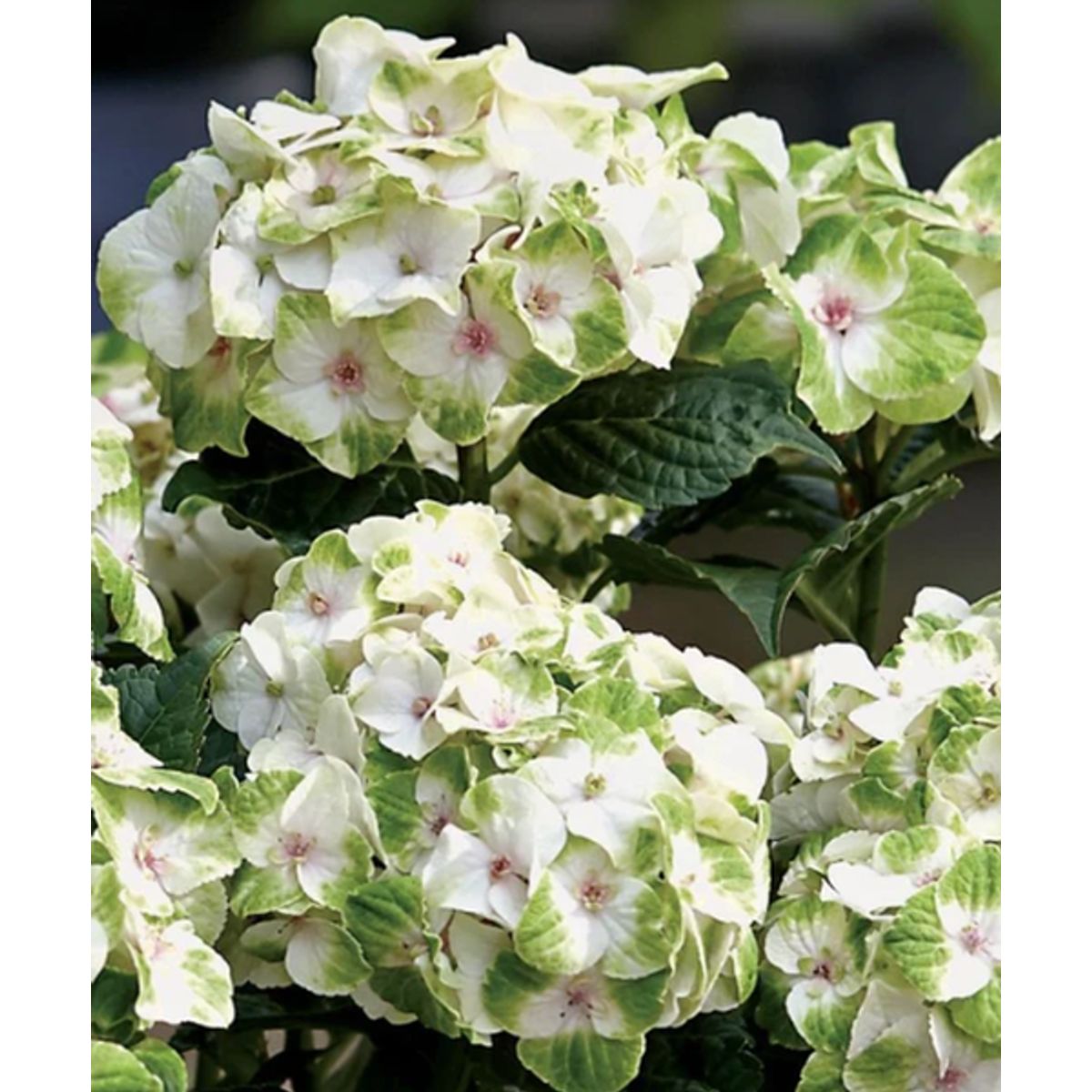 CAMELIA Y LAVANDA - Hortensia Noblesse 20 cm