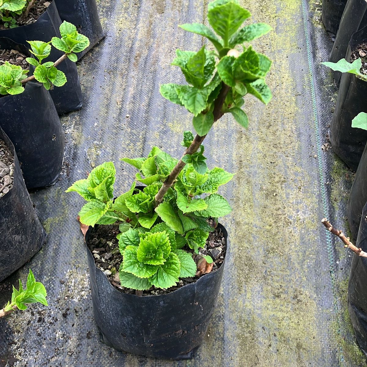 CAMELIA Y LAVANDA - Hortensia Noblesse 20 cm