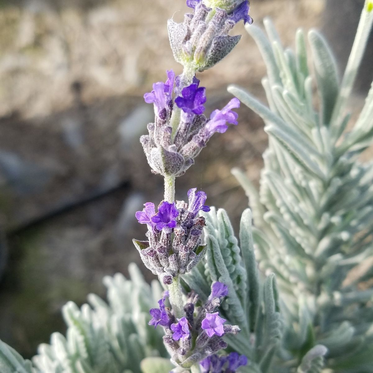 Lavanda ‘Goodwin Creek’  30 cm, marca CAMELIA Y LAVANDA - Foto Principal