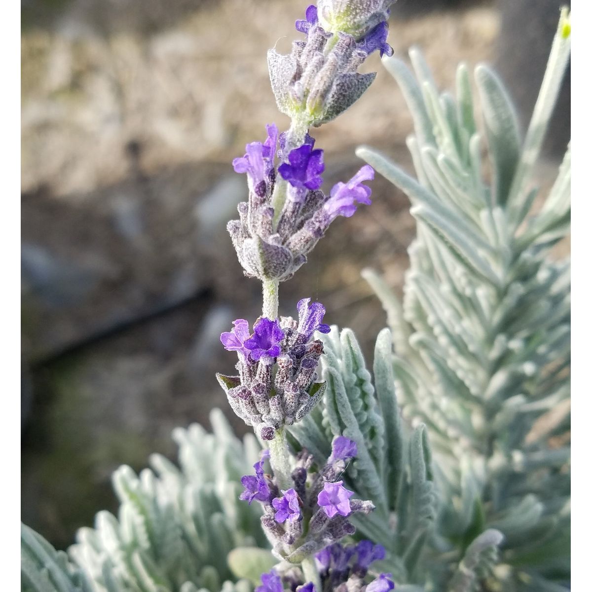 Lavanda ‘Goodwin Creek’  30 cm, marca CAMELIA Y LAVANDA - Foto Principal