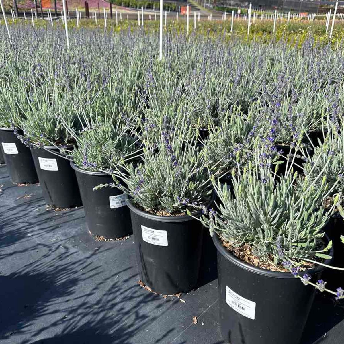 Lavanda ‘Goodwin Creek’  30 cm, marca CAMELIA Y LAVANDA - Foto 2