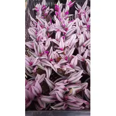 GENERICO - Tradescantia Nanouk