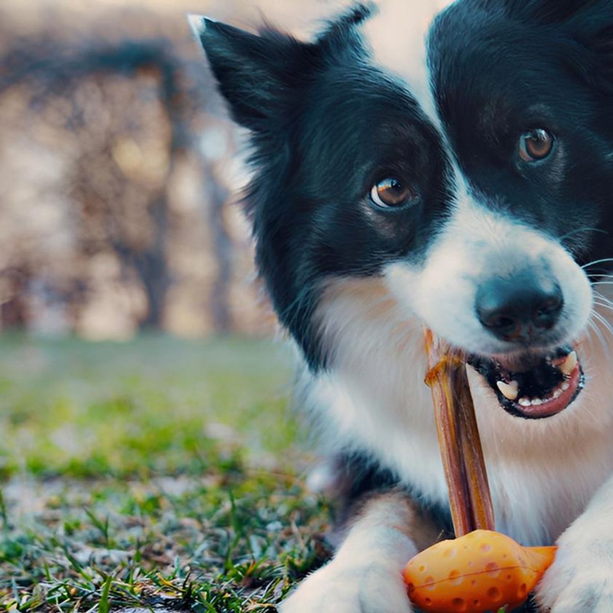 TALL TAILS - Tall Tails Hueso De Goma Natural Goat Juguete Para Perro M