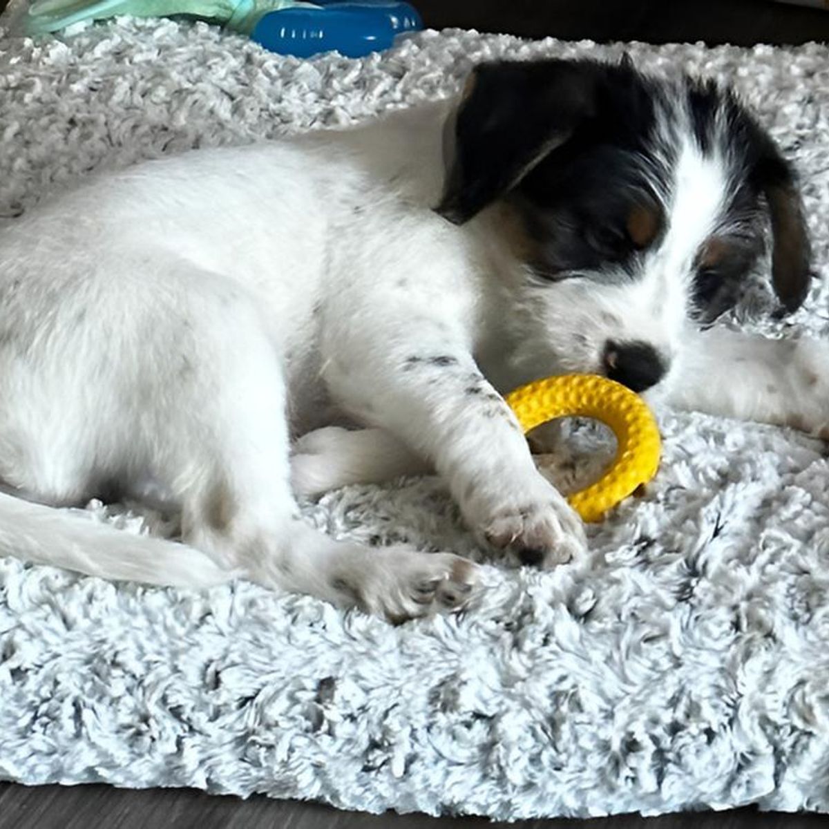 TALL TAILS - Tall Tails Aro De Goma Natural Goat Juguete Para Perro S