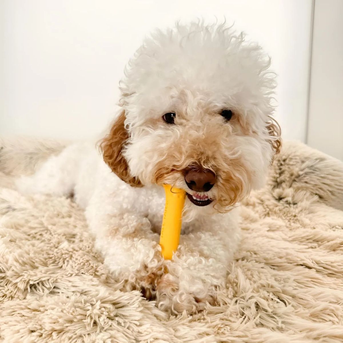 TALL TAILS - Tall Tails Hueso De Goma Natural Goat Juguete Para Perro S