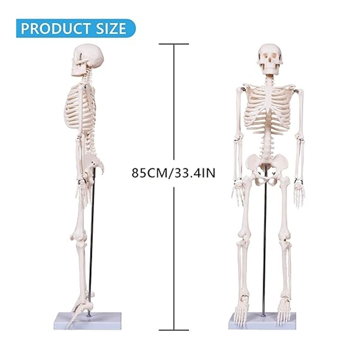 KINDA NICE - Modelo Anatómico Craneo Esqueleto Humano Desmontable 85cm