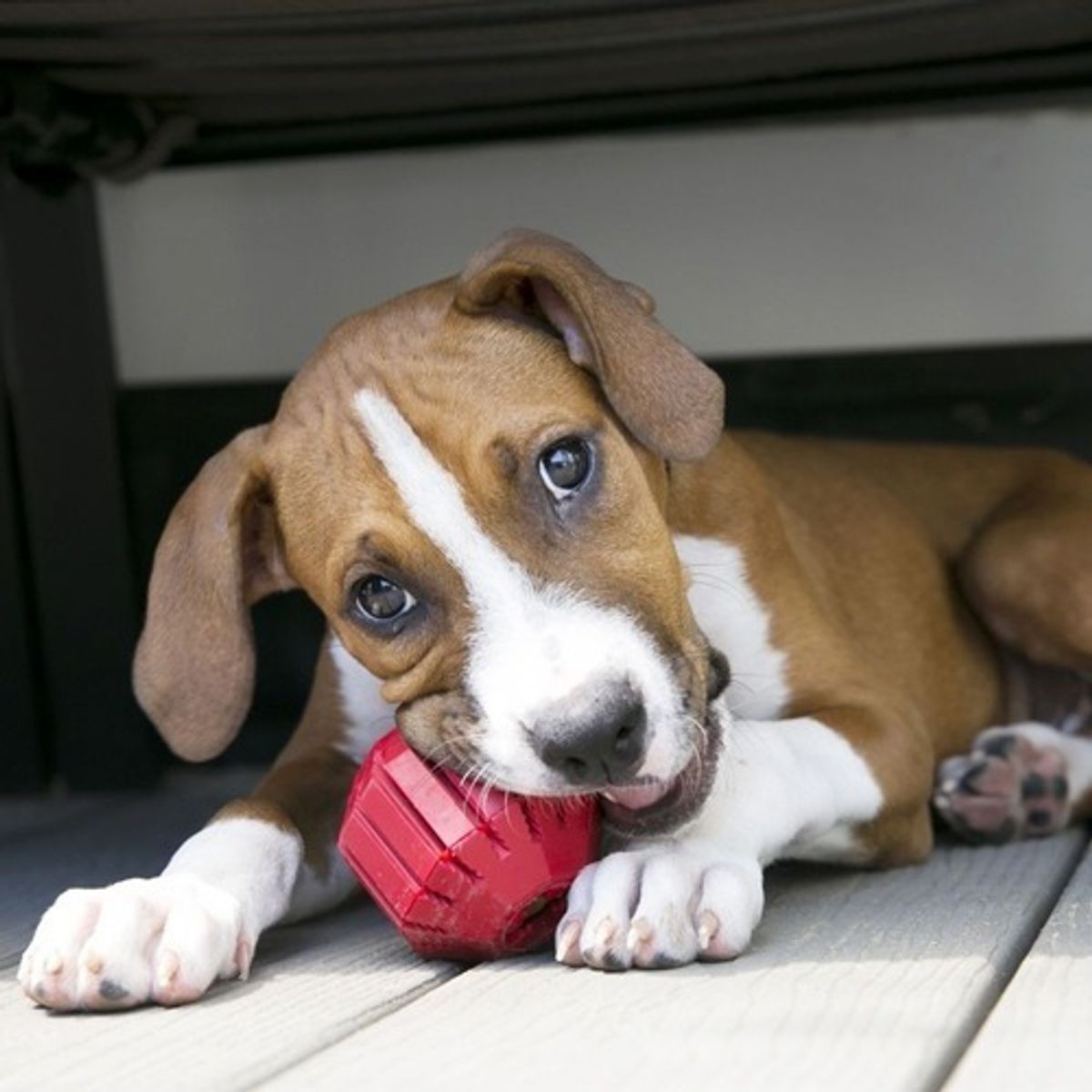 GENERICO - Kong Juguete Sin Sonido Stuff-a-ball Para Perro Talla L