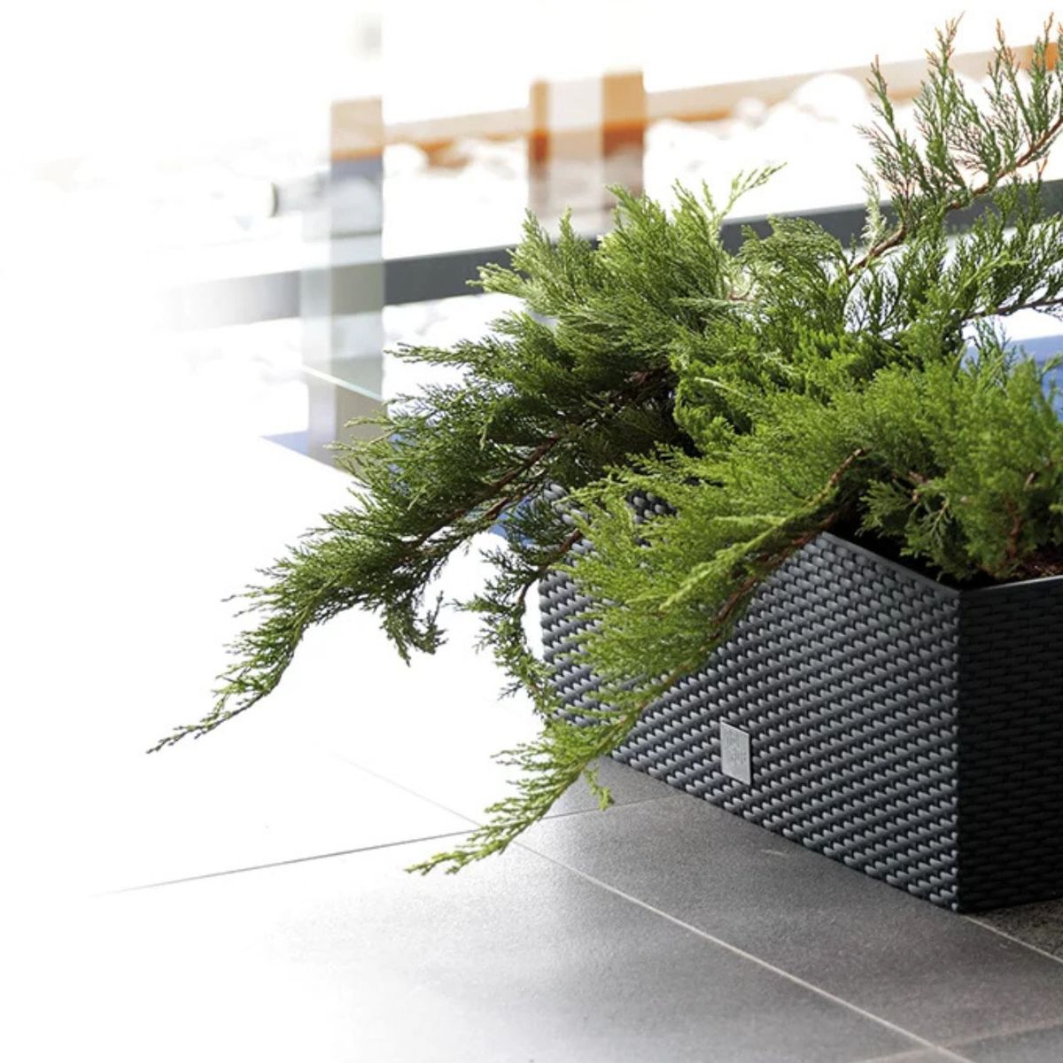 STERN - Set de jardinera Rato 60 cm x 25 cm mocca