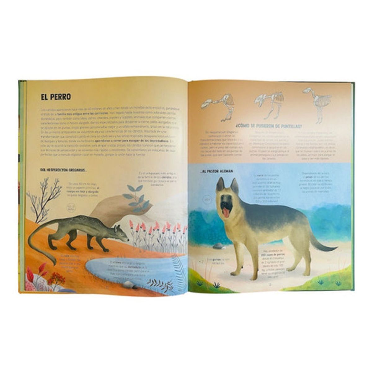 GENERICO - Libro Descubramos La Evolucion De Los Animales Tdura Lexus