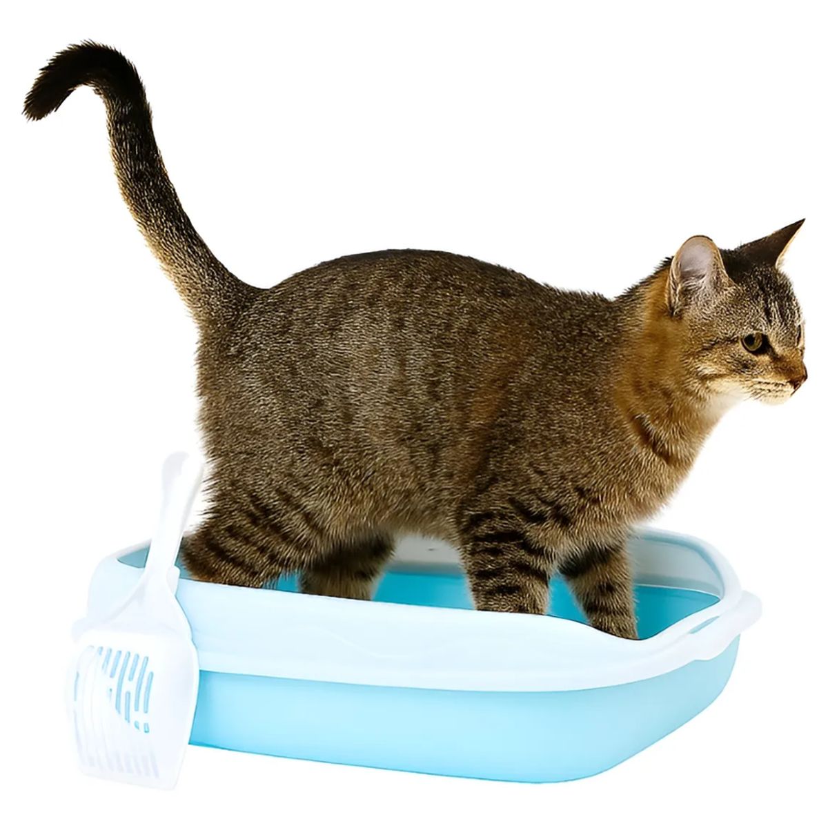 GENERICO - Arenero Genérico Abierto Para Gatos Mediano 47x30 Cm