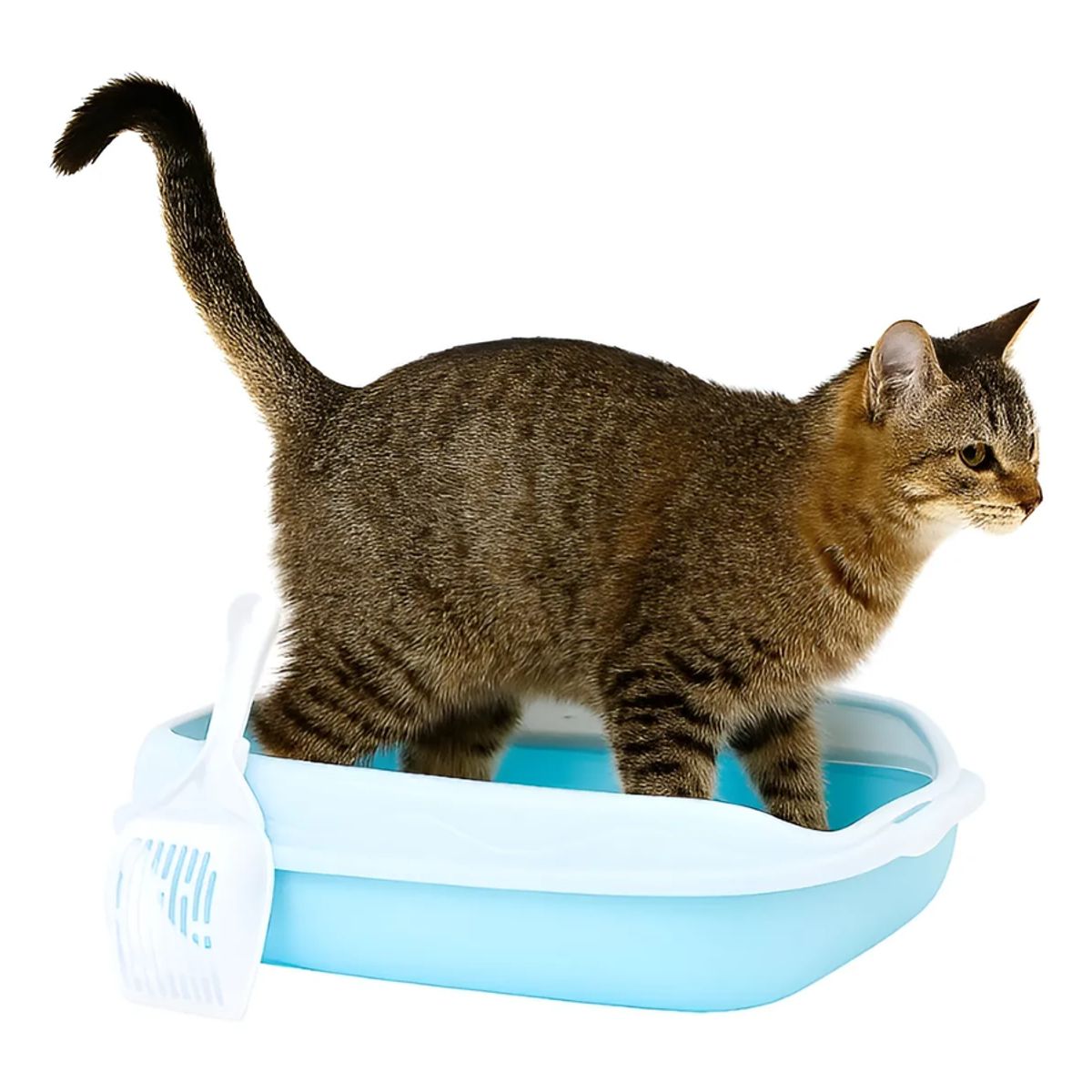 GENERICO - Arenero Genérico Abierto Para Gatos Mediano 47x30 Cm