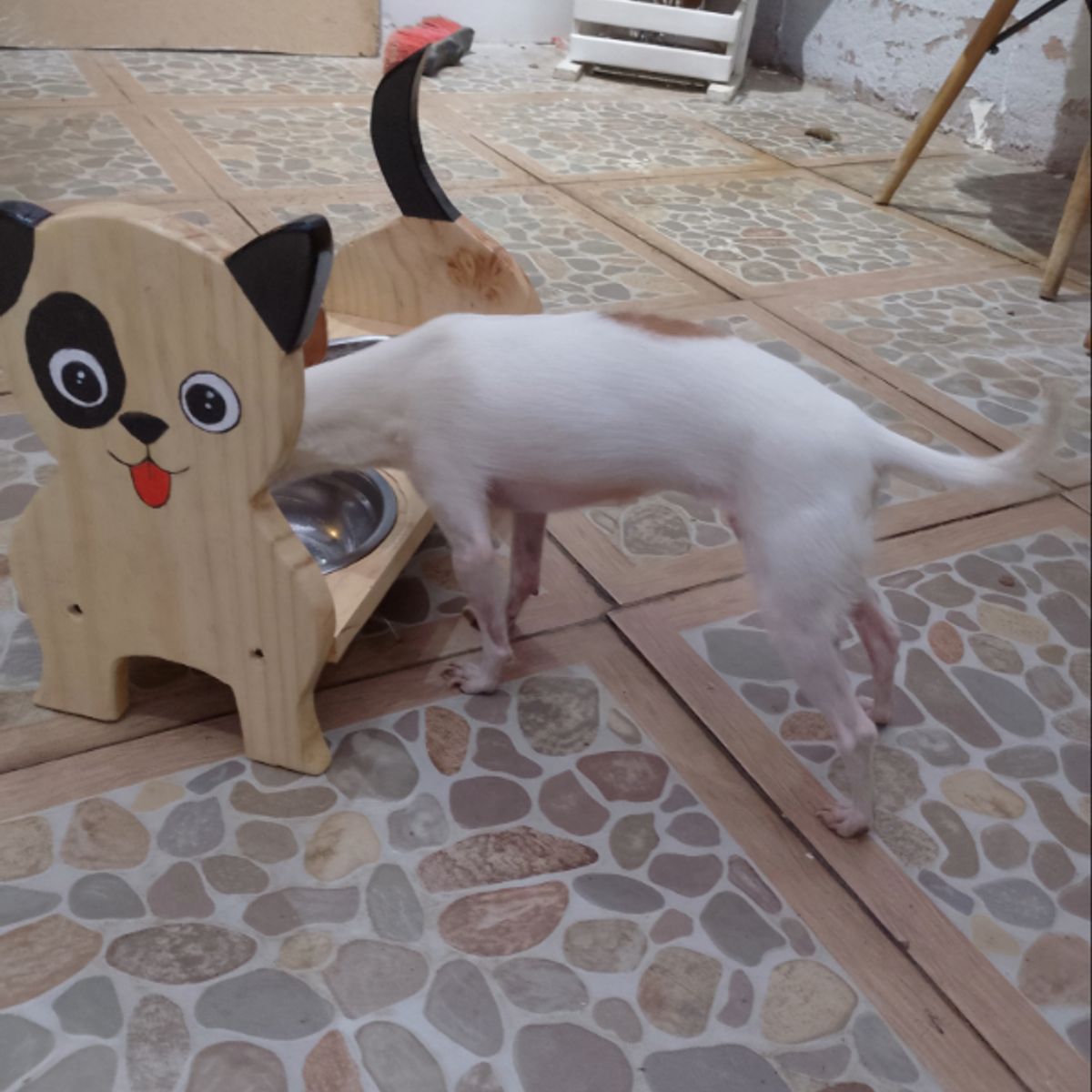 GENERICO - Comedero - bebedero PARA PERRO MUGUI fuentes acero desmontable  - Decorativo y Ergonómico