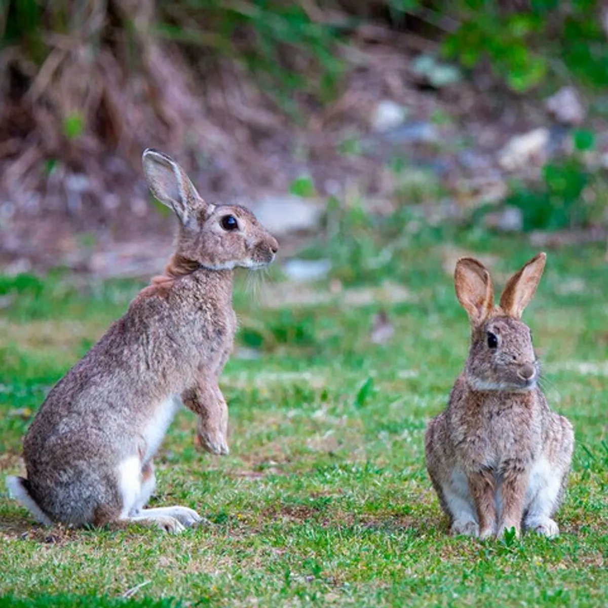 BTS - Repelente Natural Granulado para conejos BTStop 750 gr