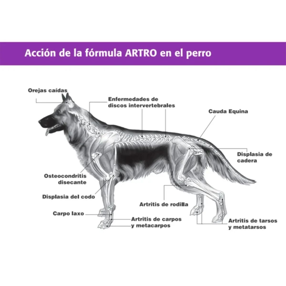 ELANCO - Equilibrium Artro Suplemento Articular Para Perros 60u