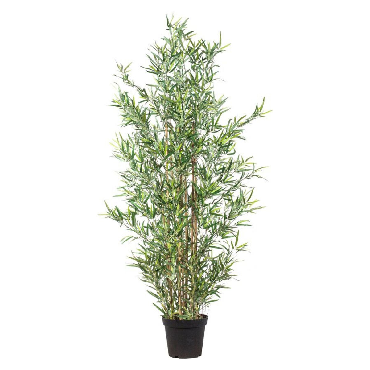 THE GARDEN - Bambú Mini 182 Cm