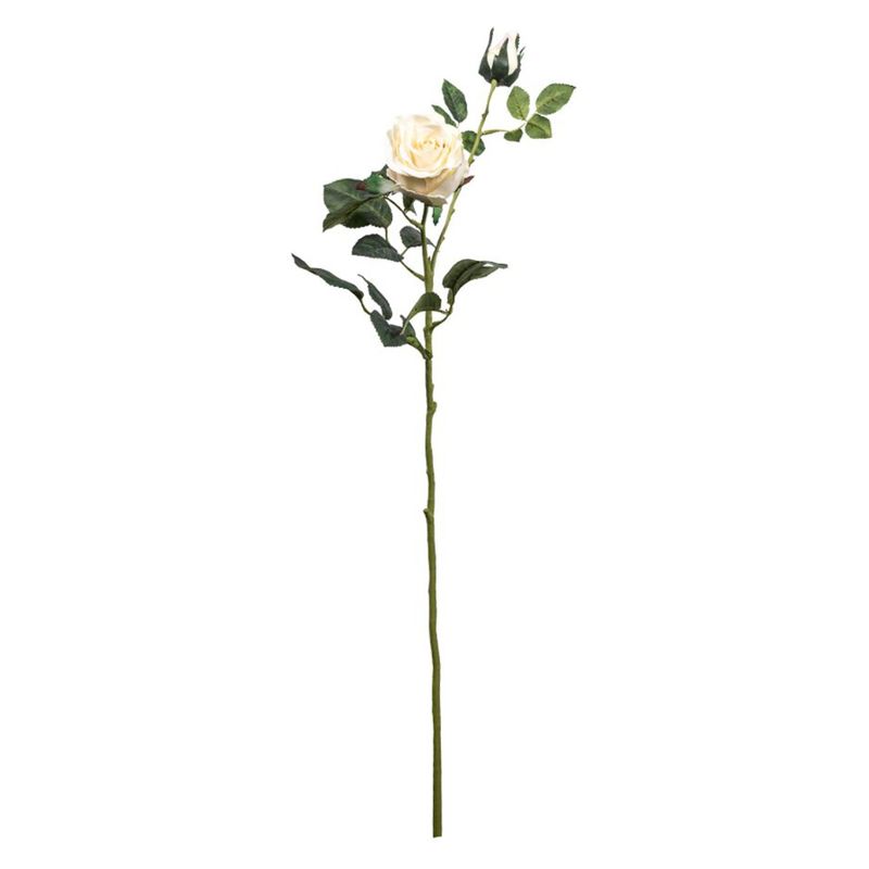 THE GARDEN - Rosa Cream Peach