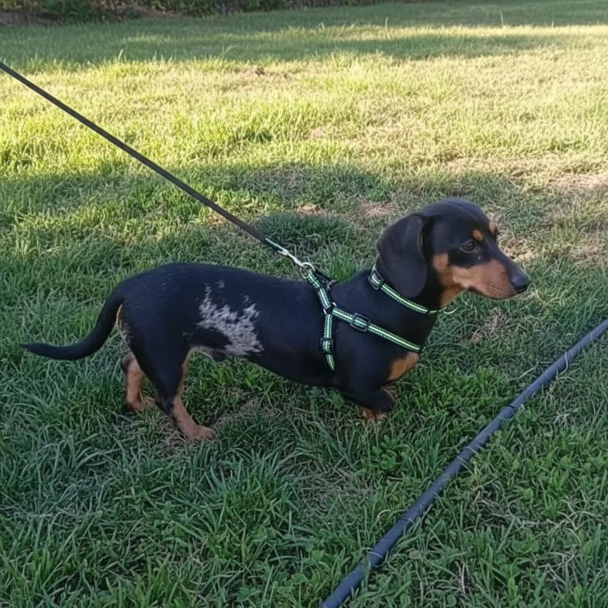 DEFENSOR FOREVER - X3 Correa Arnés Y Collar Para Perros Pequeños Talla S