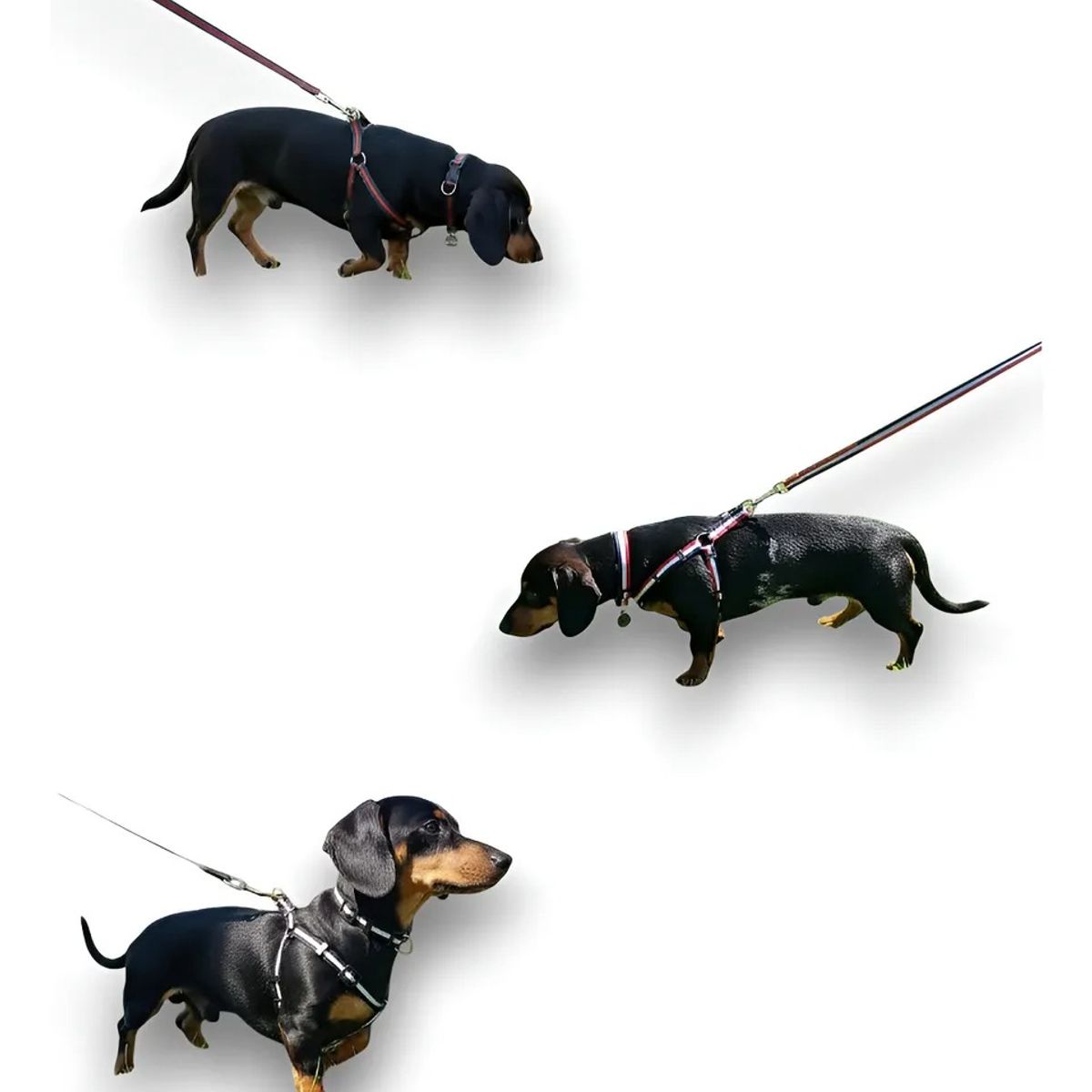 DEFENSOR FOREVER - Conjunto de 3 Correas, 3 Arnés Y 3 Collares para Perros Pequeños Talla S