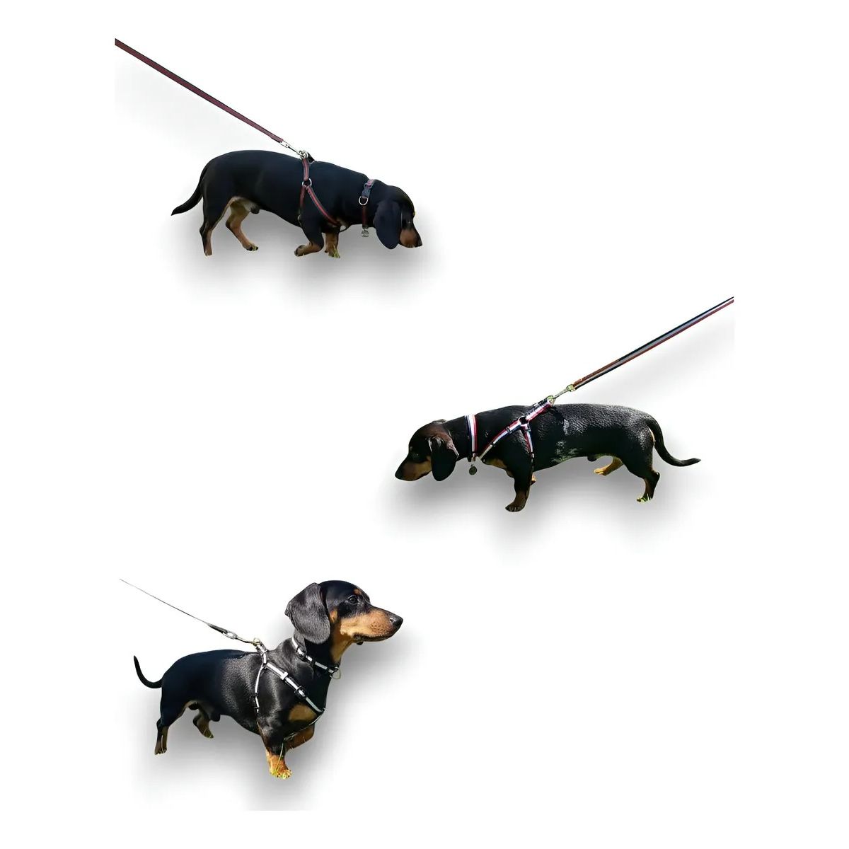 DEFENSOR FOREVER - Conjunto de 3 Correas, 3 Arnés Y 3 Collares para Perros Pequeños Talla S