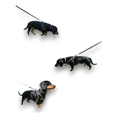DEFENSOR FOREVER - Conjunto de 3 Correas, 3 Arnés Y 3 Collares para Perros Pequeños Talla S