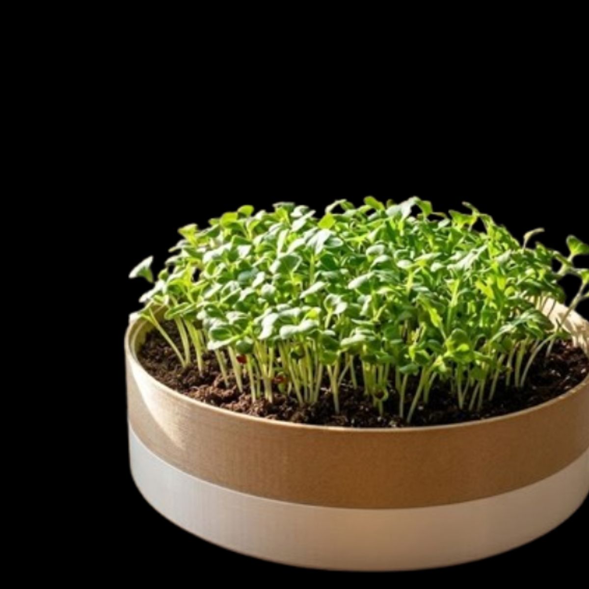 GENERICO - Macetero Modular para Microvegetales