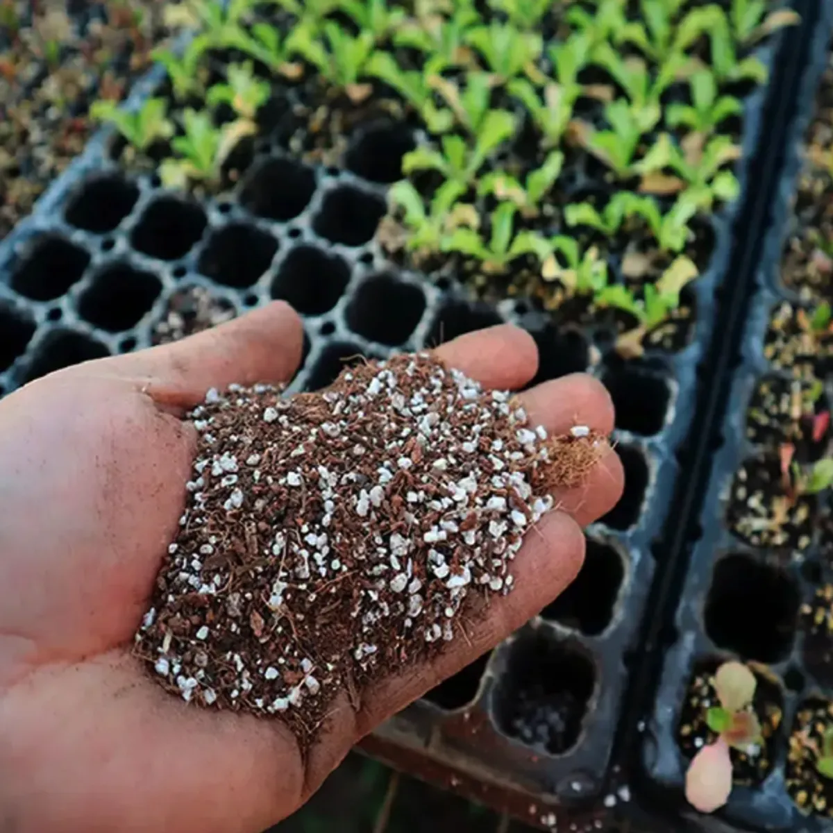 GENERICO - Tierra Sustrato Almácigo Premium 5 L