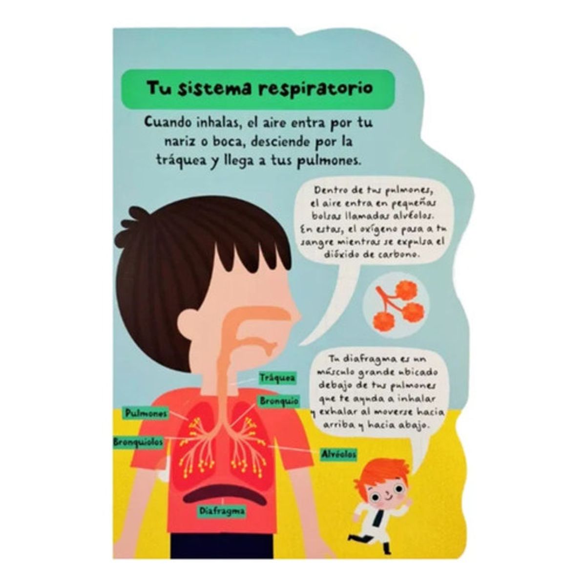 LEXUS - Datos Sobre El Cuerpo Humano - Levanta Solapas - Lexus Td