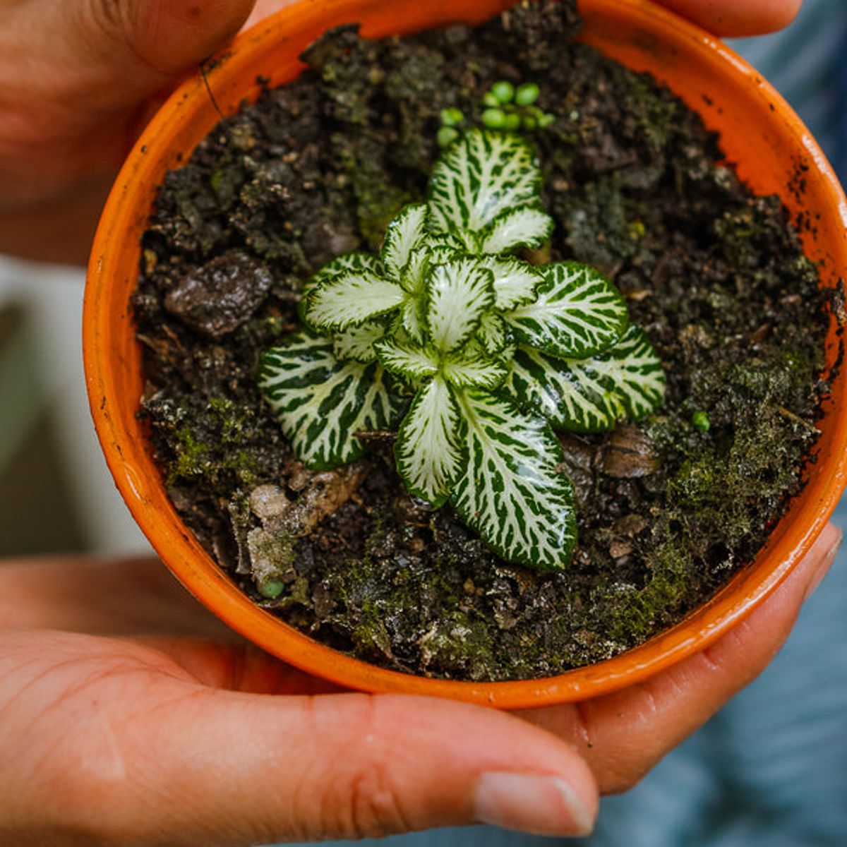 GENERICO - Fittonia planta natural
