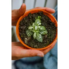 GENERICO - Fittonia planta natural