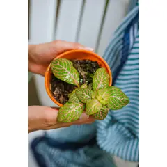 GENERICO - Fittonia planta natural