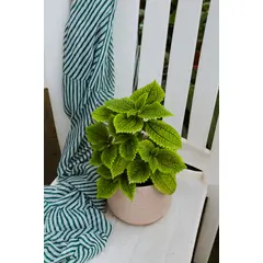 GENERICO - Pilea Mollis planta natural