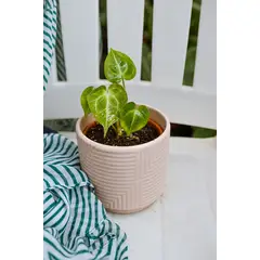 GENERICO - Anturio Clarinervium