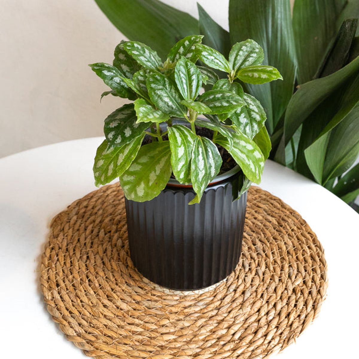 GENERICO - Pilea Cadierei planta natural