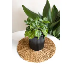 GENERICO - Pilea Cadierei planta natural
