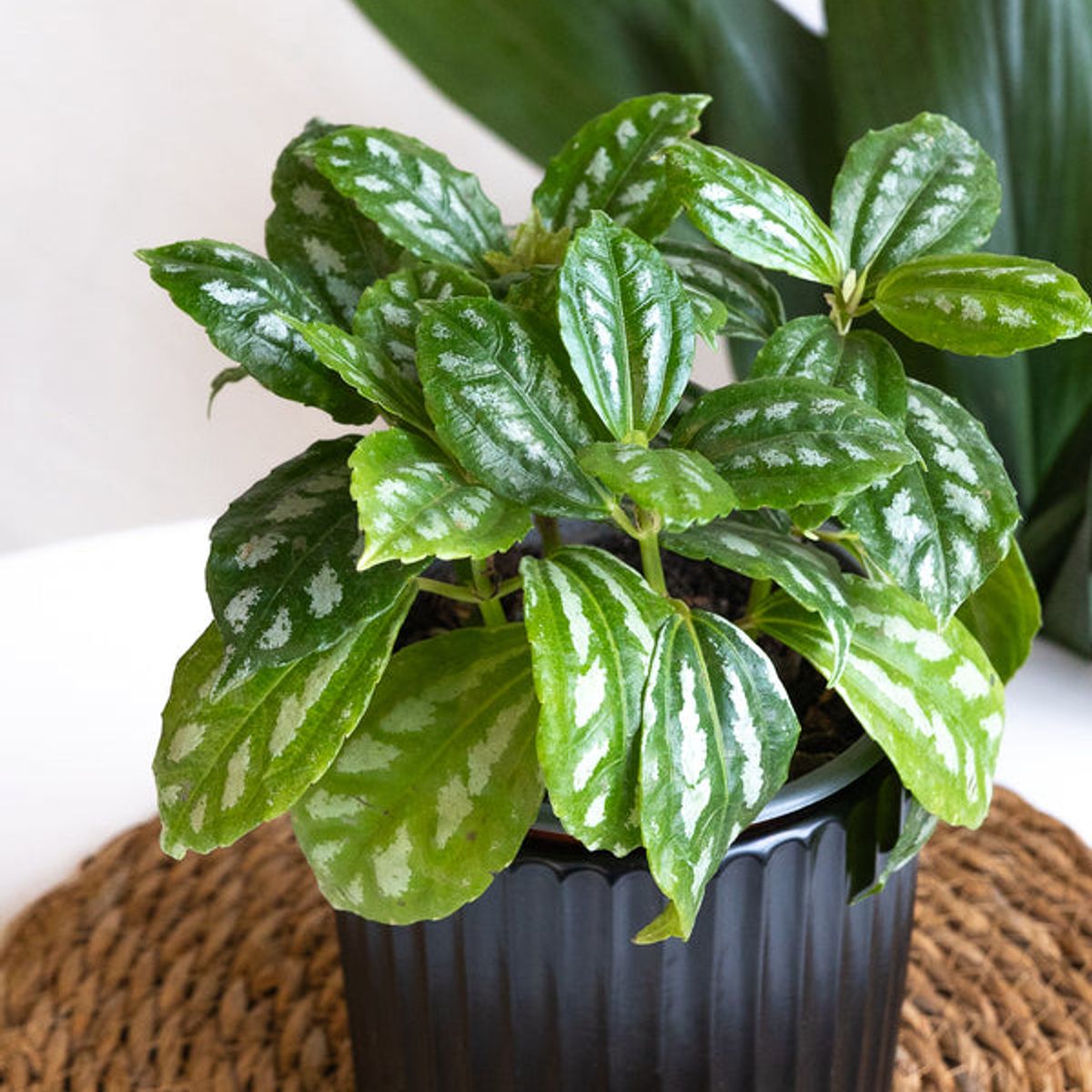 GENERICO - Pilea Cadierei planta natural