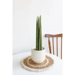 GENERICO - Sansevieria Cilíndrica
