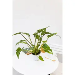 GENERICO - Filodendro Xanadu planta natural